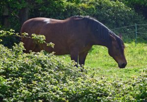 Het paard van de buurman komt even snuffelen