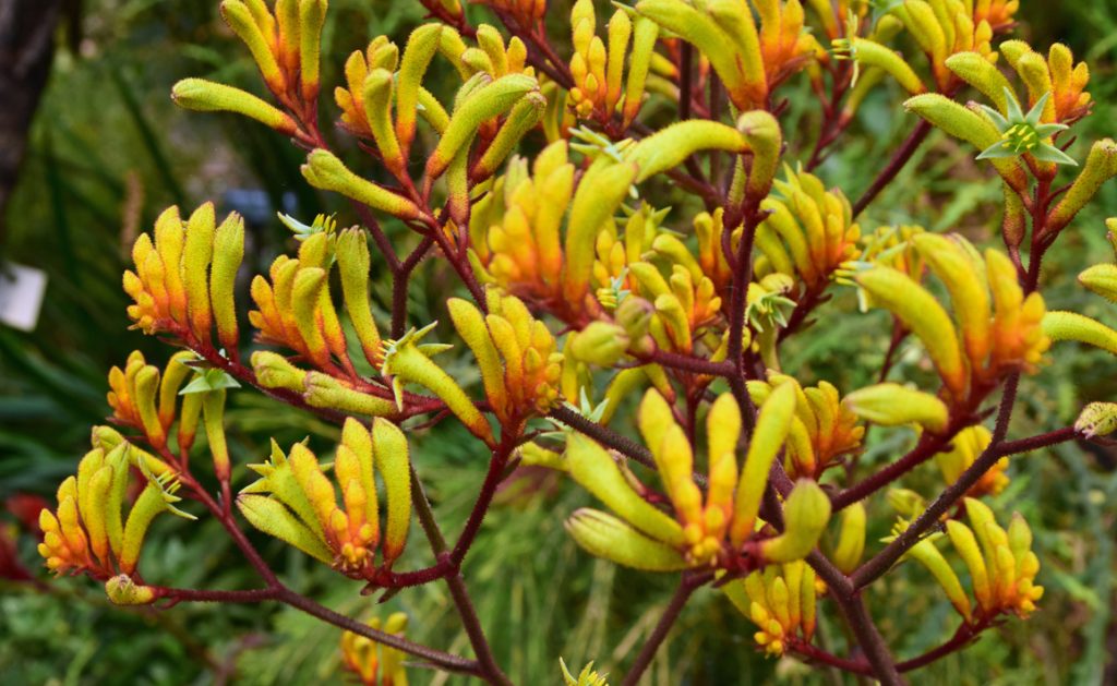 prachtige planten: kangoeroepootjes